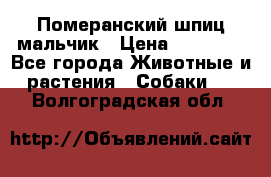 Померанский шпиц мальчик › Цена ­ 30 000 - Все города Животные и растения » Собаки   . Волгоградская обл.